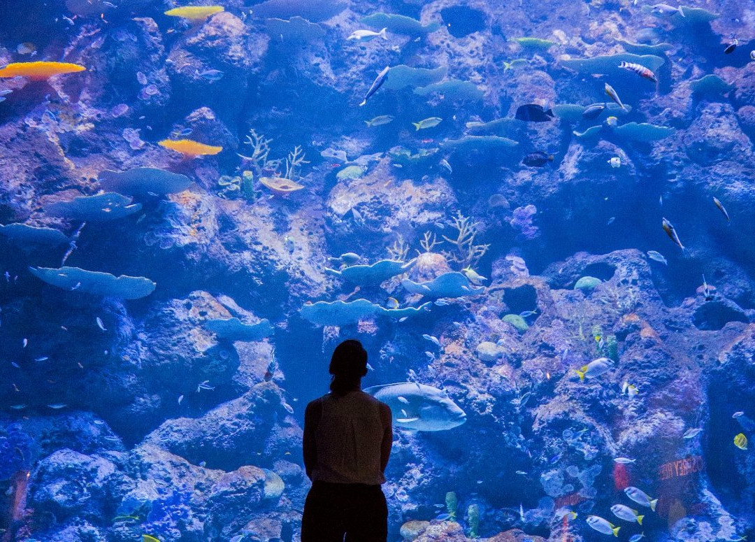 Cairns Aquarium-凯恩斯必去景点