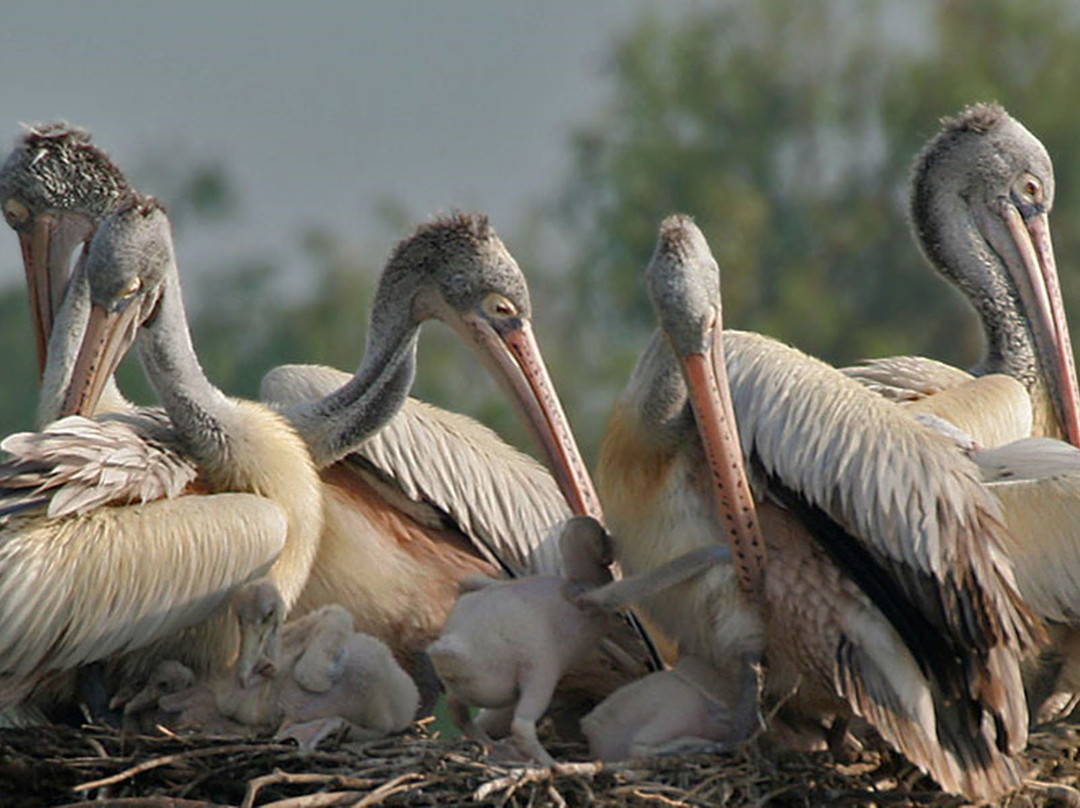 Kalamatiya Bird Sanctuary景点图片