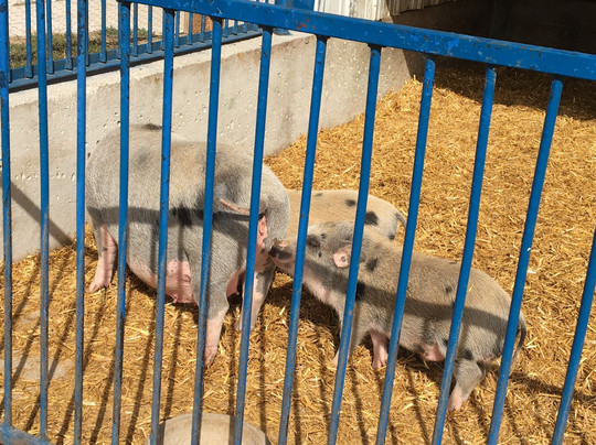 Center Grove Orchard-Cambridge必去景点