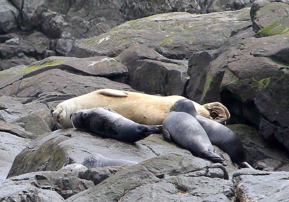 Bar Harbor Whale Watch Co.-巴港必去景点