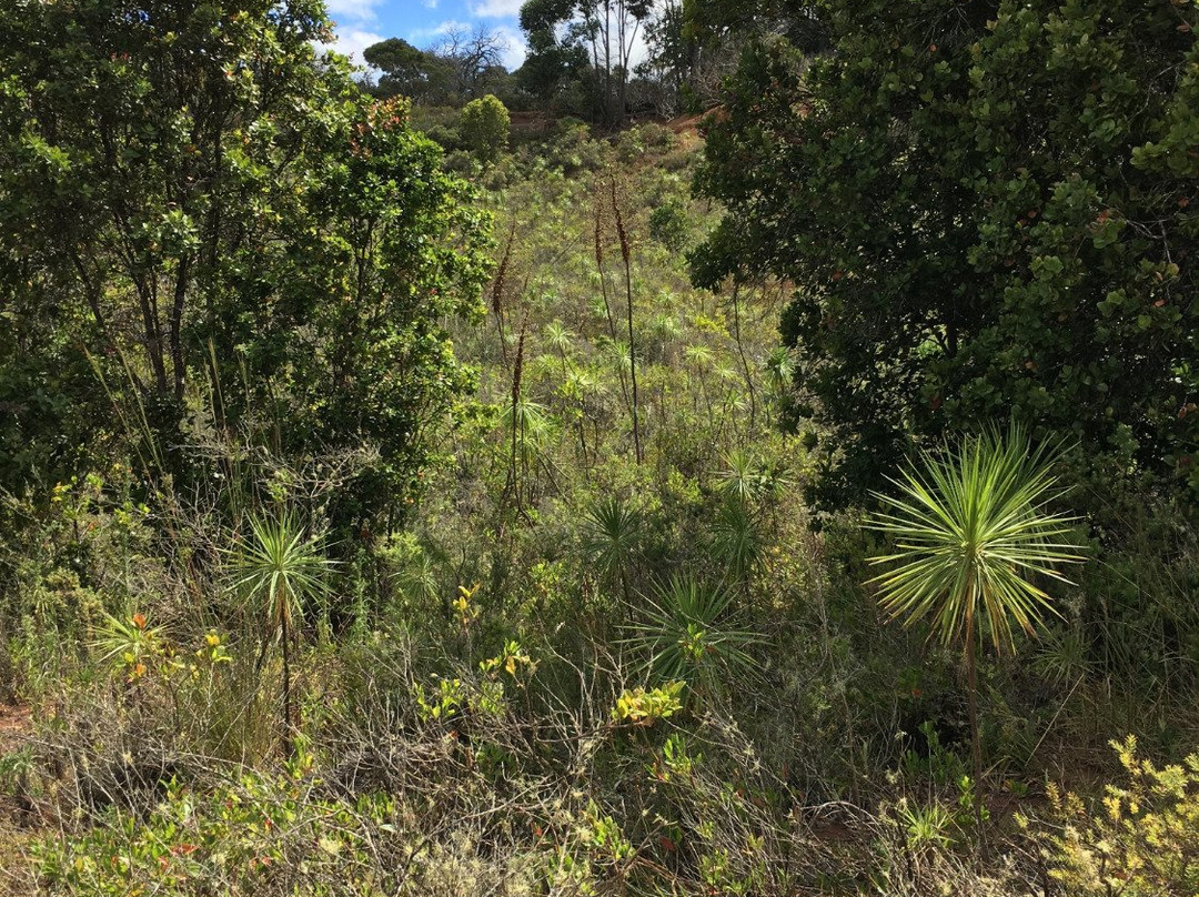 Iliau Nature Loop Trail-威美亚必去景点