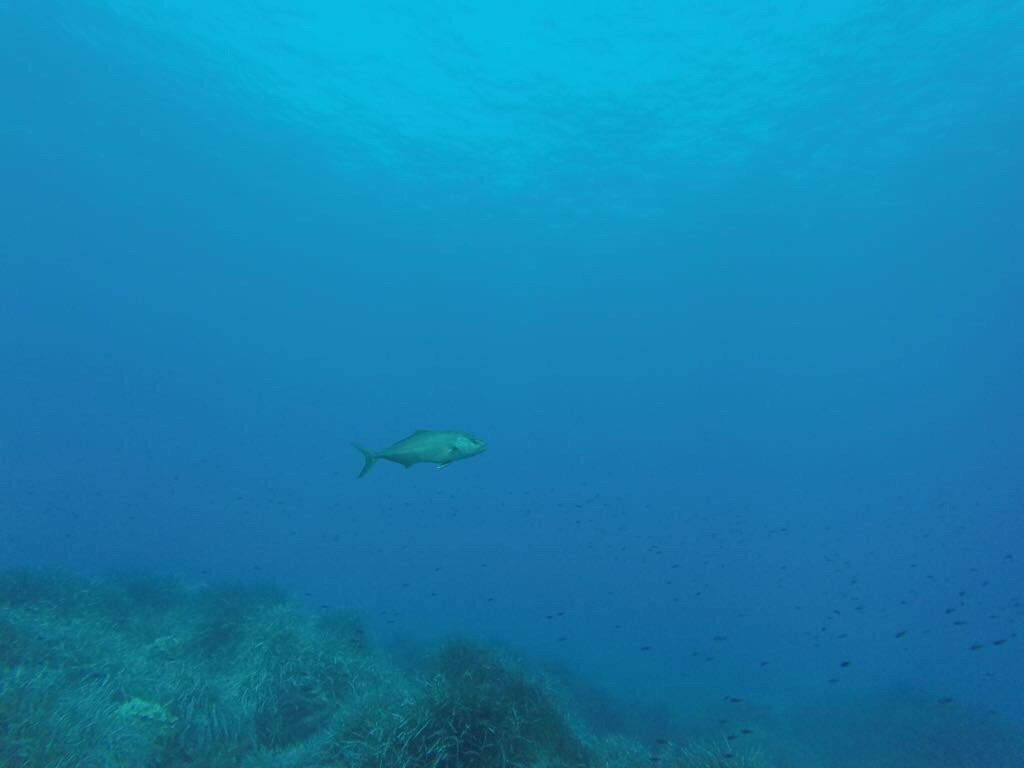 Ventotene Diving Academy景点图片