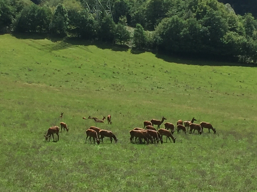 Wild- und Freizeitpark Westerwald景点图片