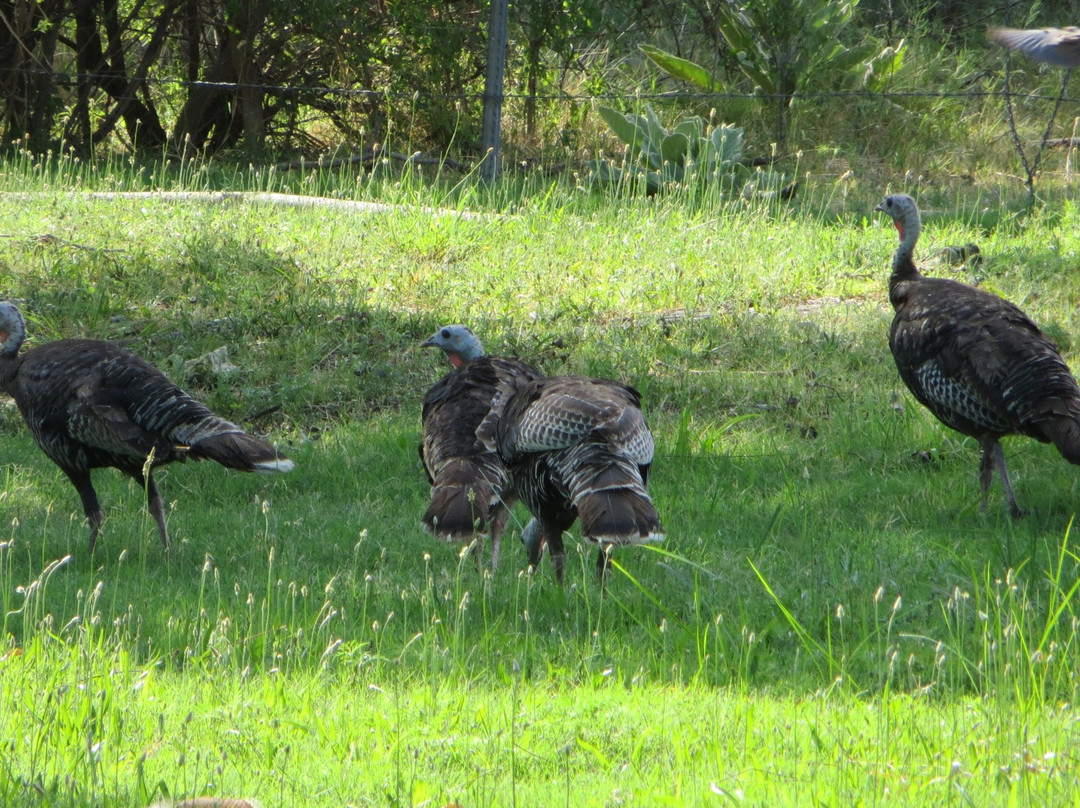 Rattlesnake Springs-卡尔斯巴德洞穴国家公园必去景点
