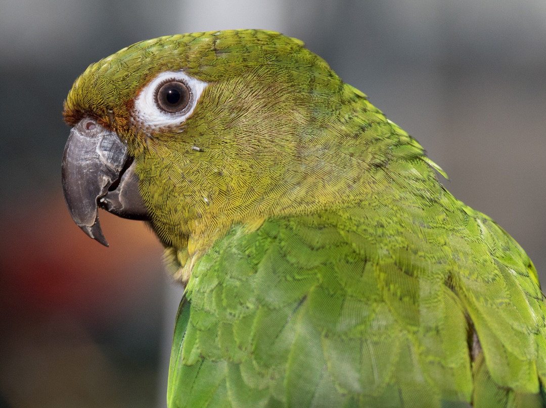 Parrots in Paradise景点图片