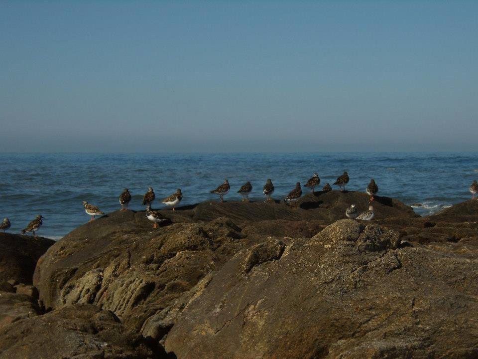 Praia da Madalena-加亚新城必去景点