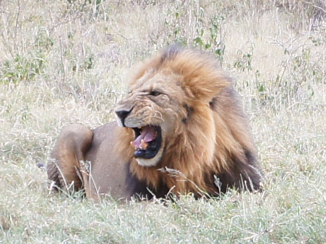 It Started in Africa-Marangu必去景点