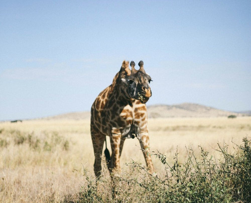 Kipori Safari-莫西必去景点