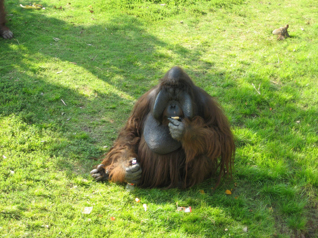 长沙生态动物园-长沙市必去景点