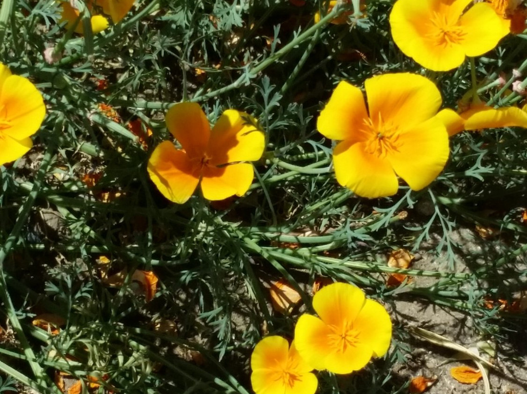 Clovis Botanical Garden景点图片