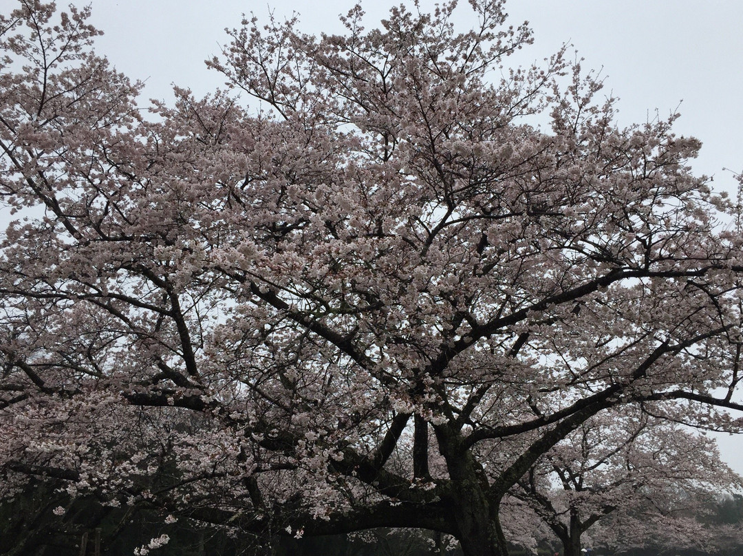 Izumi Nature Park Natural Boadwalk-千叶市必去景点