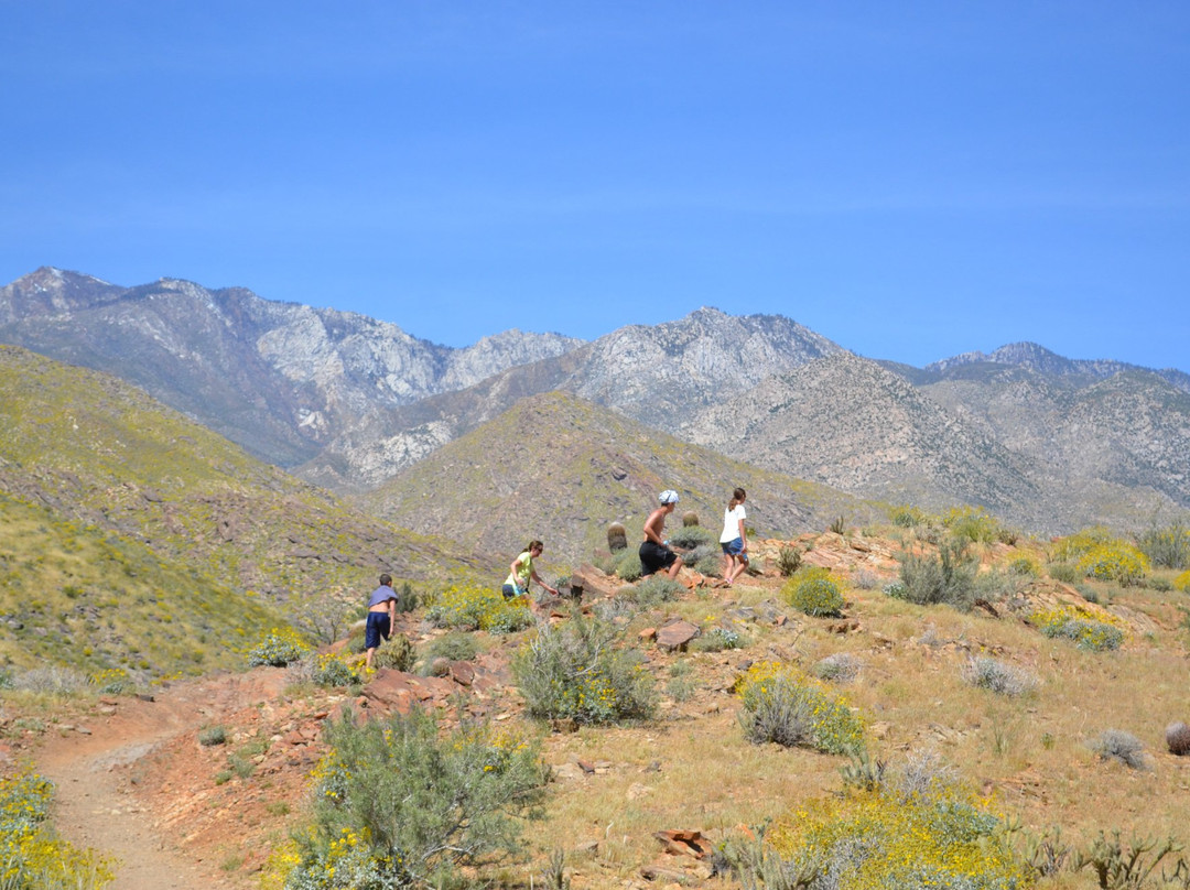Palm Canyon Trail-棕榈泉市必去景点