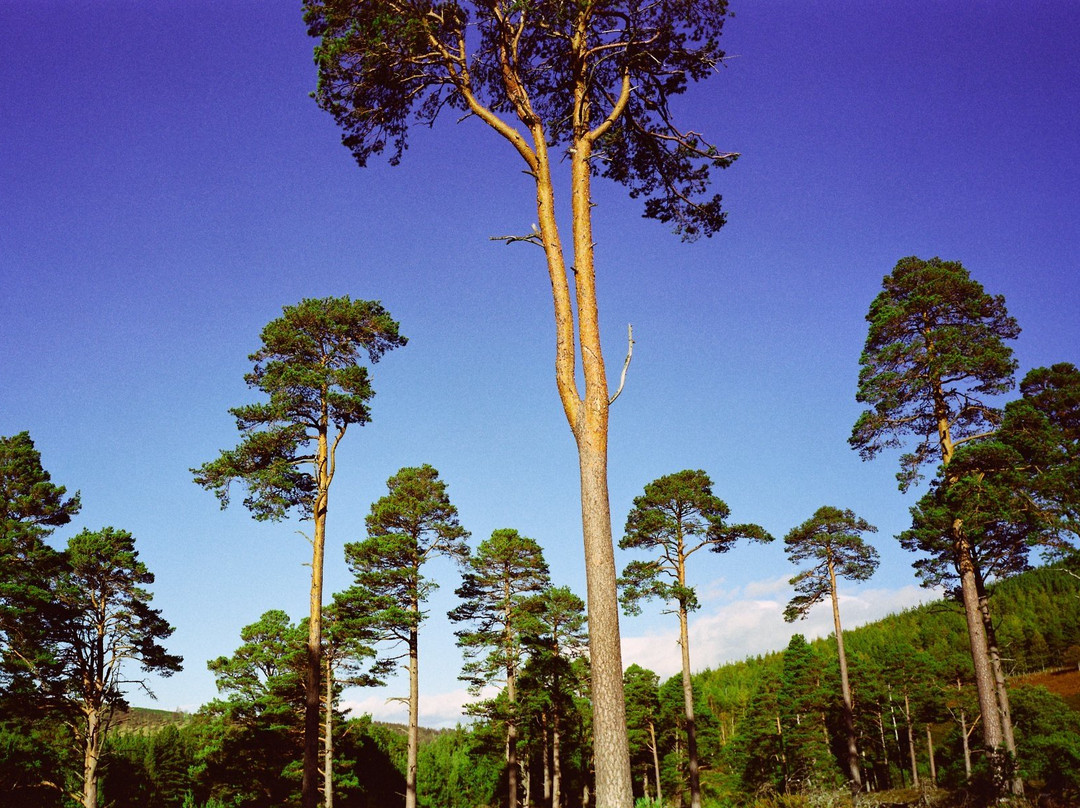 Glen Tanar National Nature Reserve-Aboyne必去景点