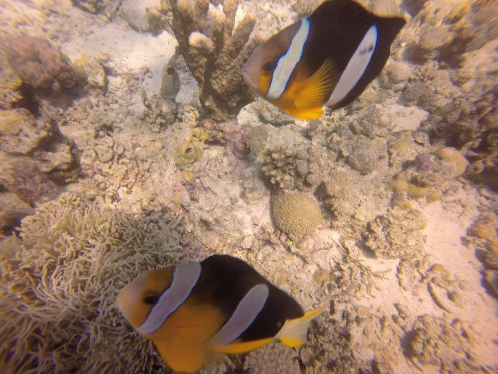 Diventure Philippines-哥多华必去景点