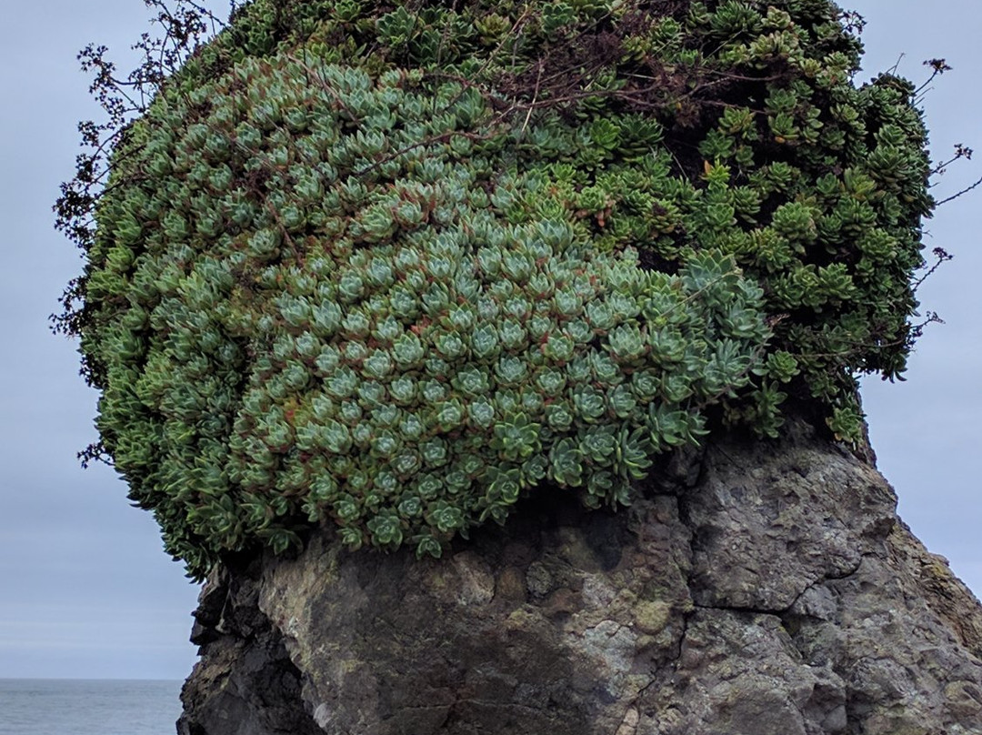 Walk On Beach Sea Ranch Access Trail-The Sea Ranch必去景点