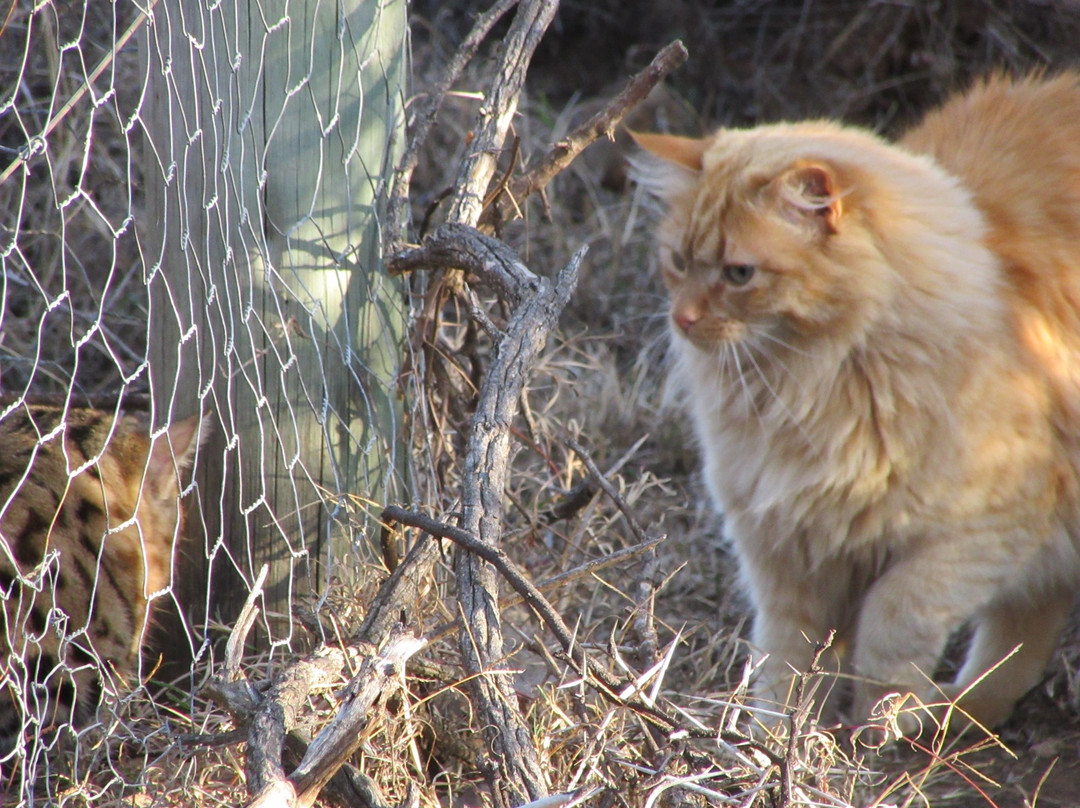 Cat Conservation Trust-Nxuba必去景点