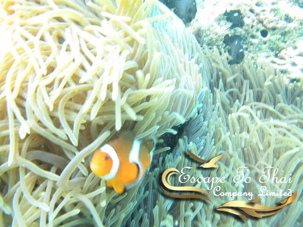 Phuket Escape To Thai-Talat Yai必去景点