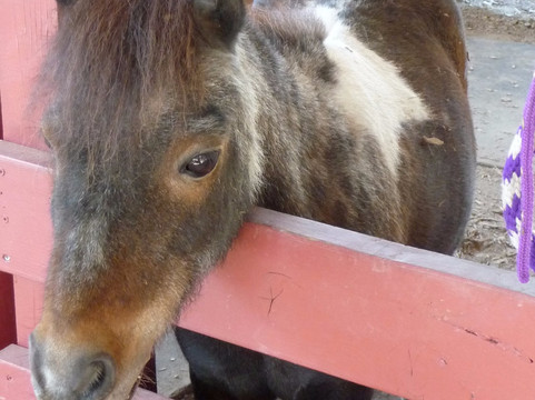 Blackberry Farm-库柏蒂诺必去景点