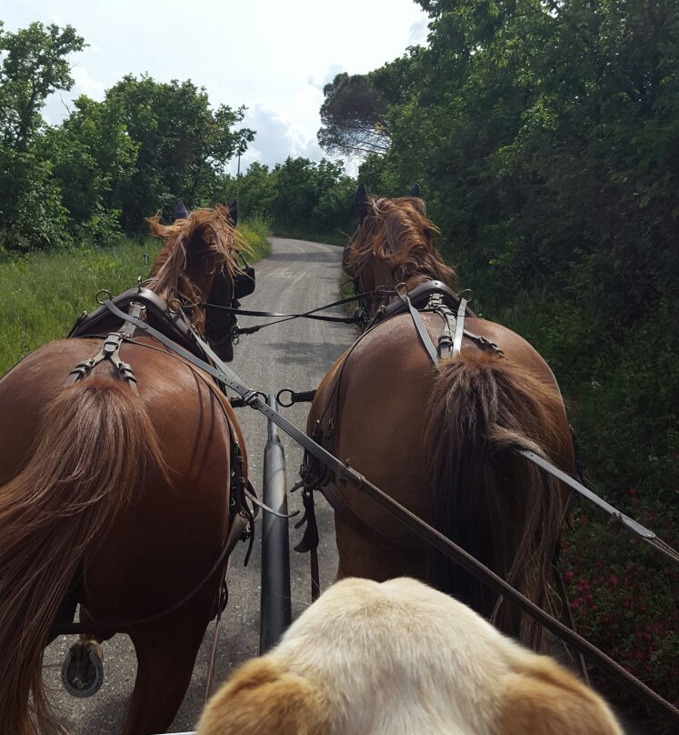 ASD Il Destriero-Buonconvento必去景点