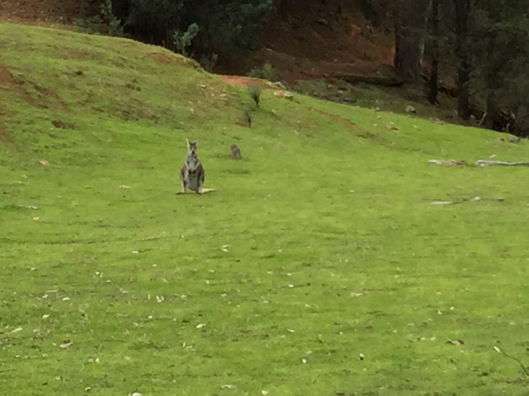 Nangar National Park-Canowindra必去景点