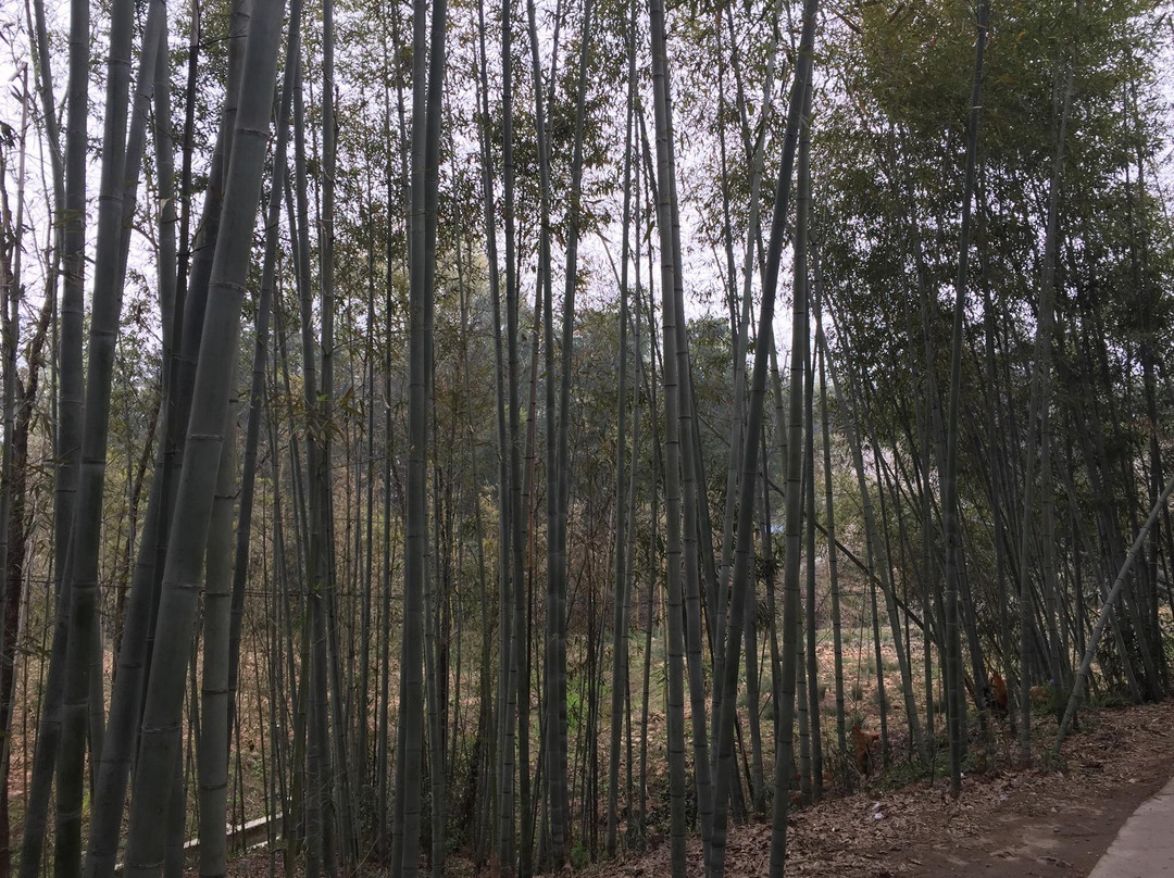 五里村-黟县必去景点