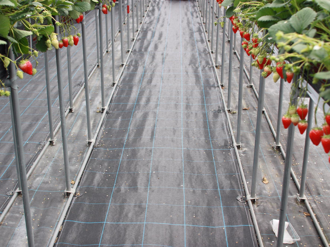 Kafuka Strawberry Farm-甲贺市必去景点