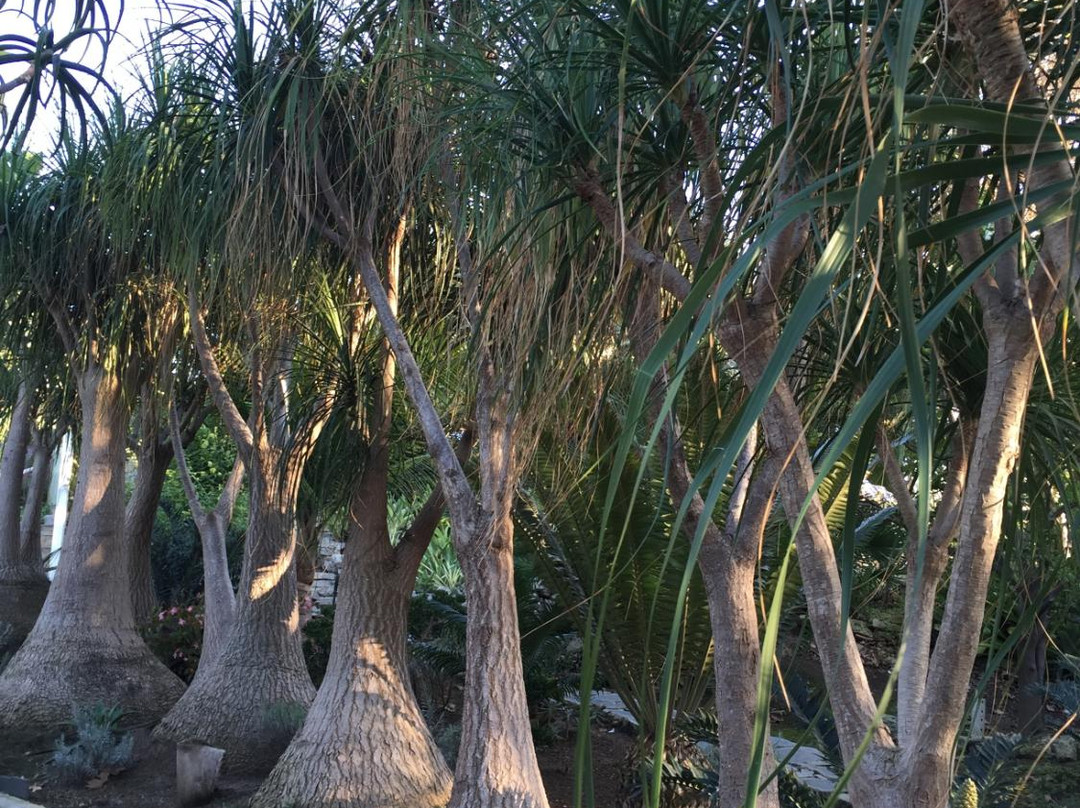 Newport Beach Vineyards and Winery-纽波特海滩必去景点