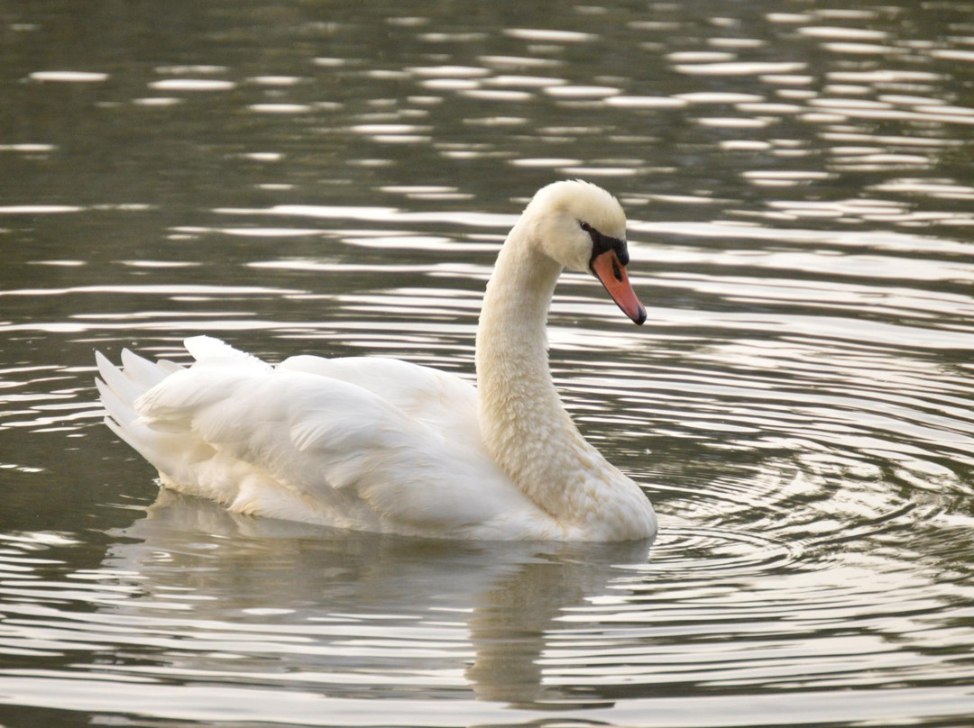 Yoctangee Park-Chillicothe必去景点