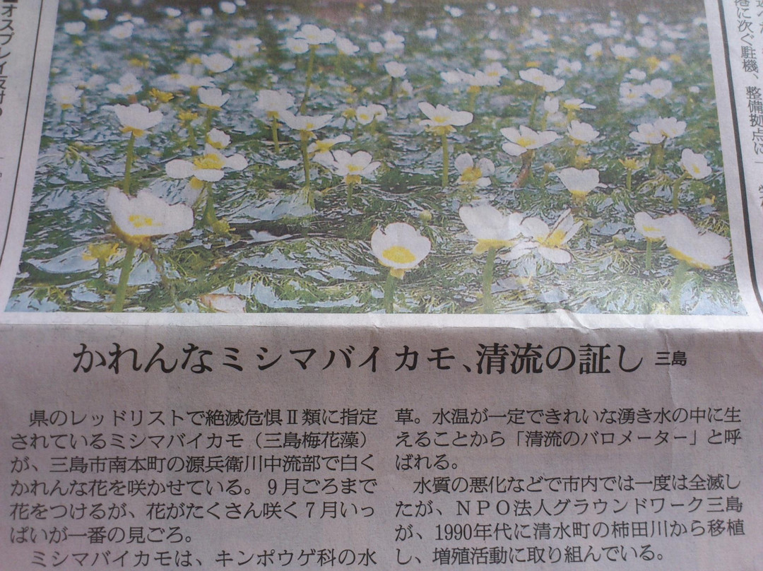 Mishima Baikamo no Sato景点图片