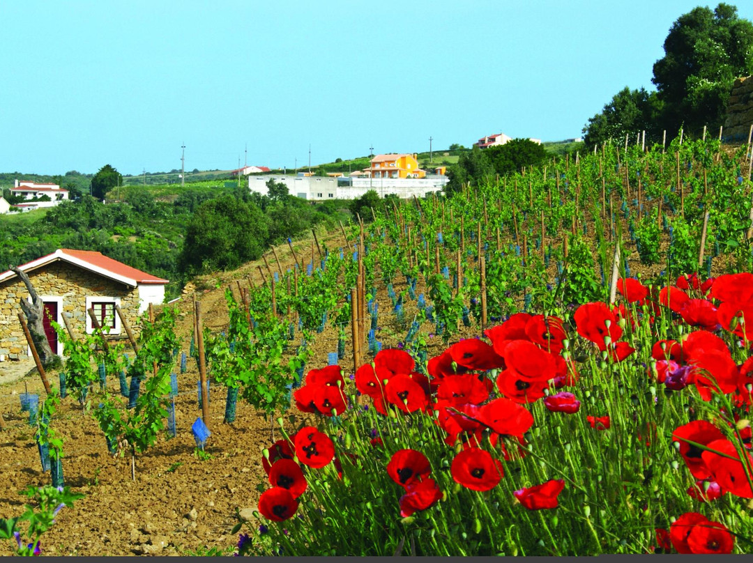 Ecozezere - Vineyard Tours景点图片