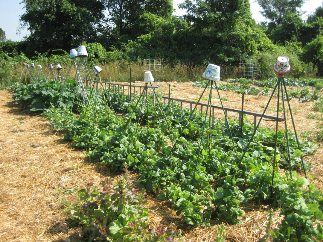 Glass Rooster Cannery-Sunbury必去景点