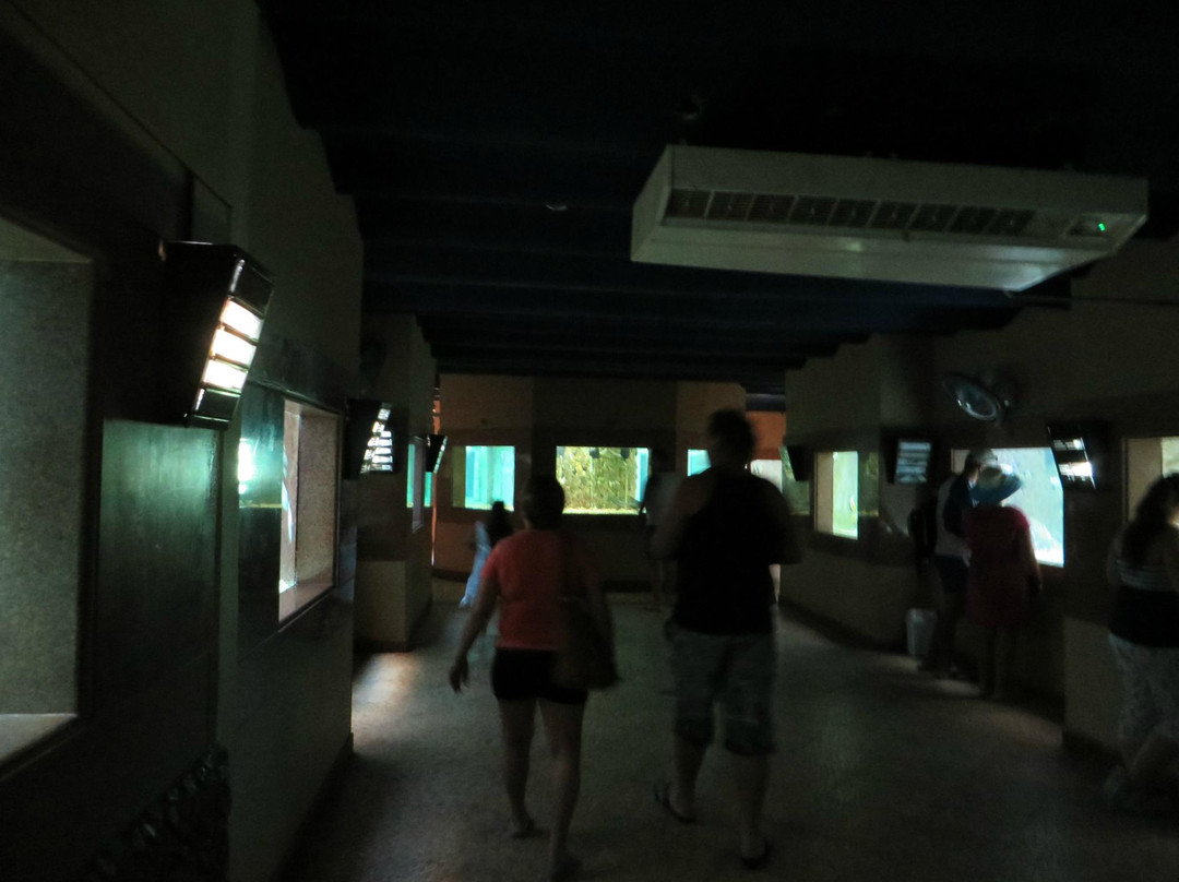 Shaab Abu Ramada/The Aquarium-赫尔格达必去景点