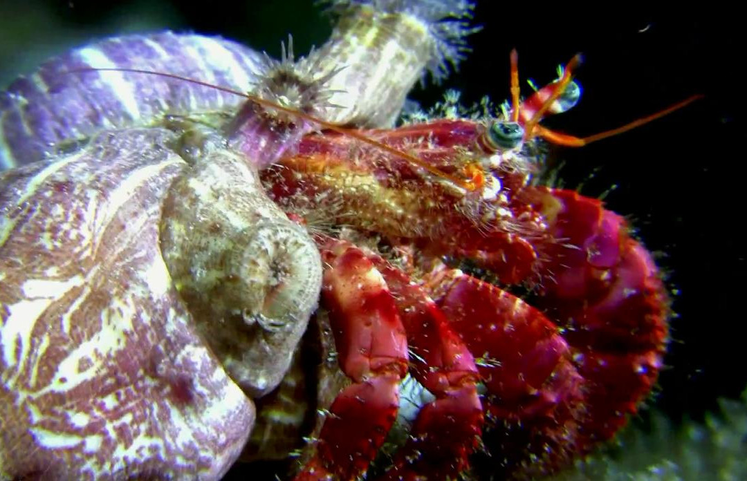 Dive Mallorca-Portocolom必去景点