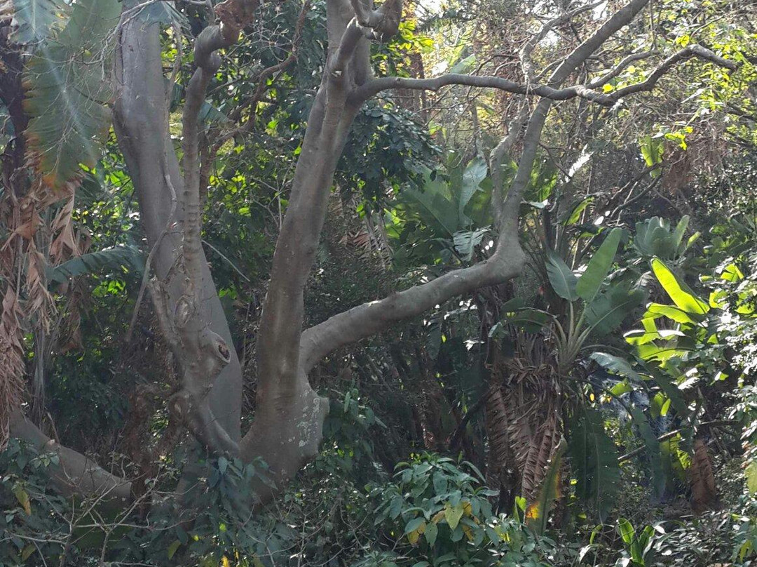 Pretoria National Botanical Garden景点图片