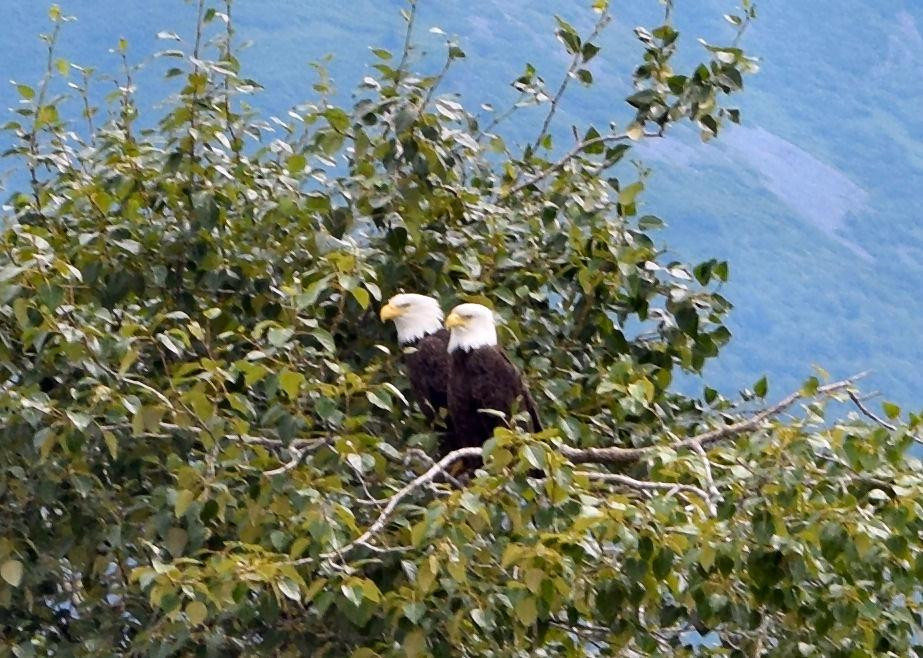 Chilkat River-海恩斯必去景点