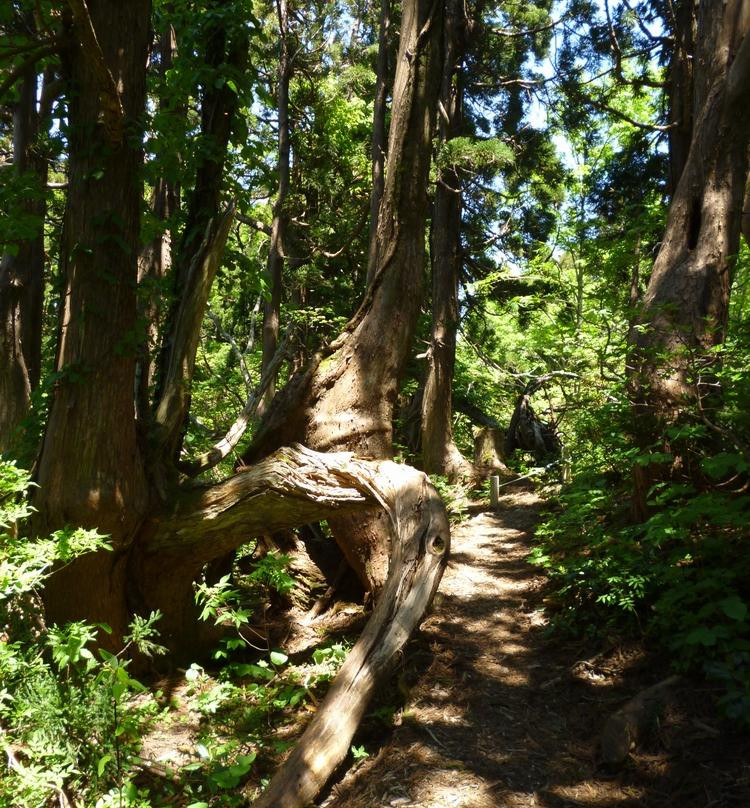 Osadoishina Natural Cedar Walking Path-佐渡市必去景点