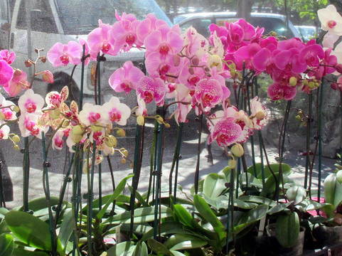 West Coast Farmers Market-库柏蒂诺必去景点