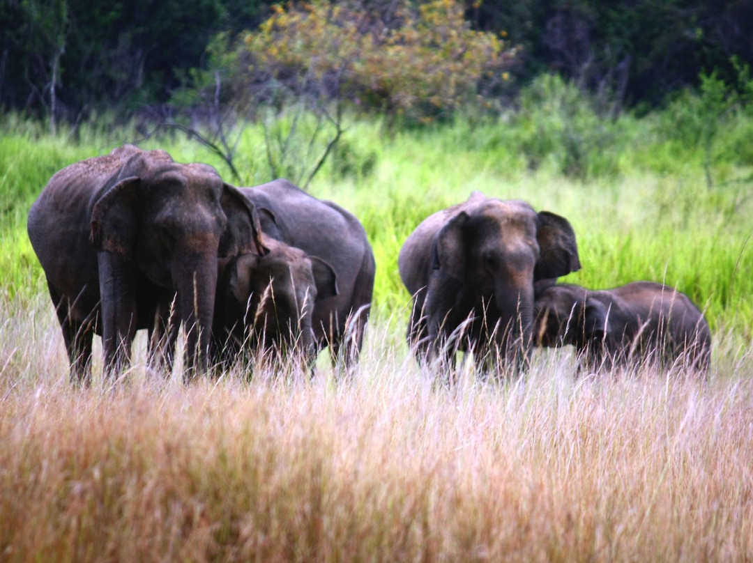 Ceylon Reise ( Travelasia Vacations)-康提必去景点