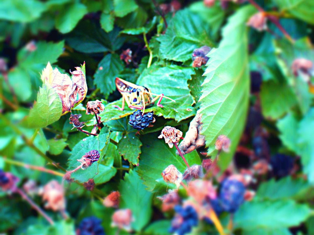 Wilderbraam Berry Estate-斯韦伦丹必去景点