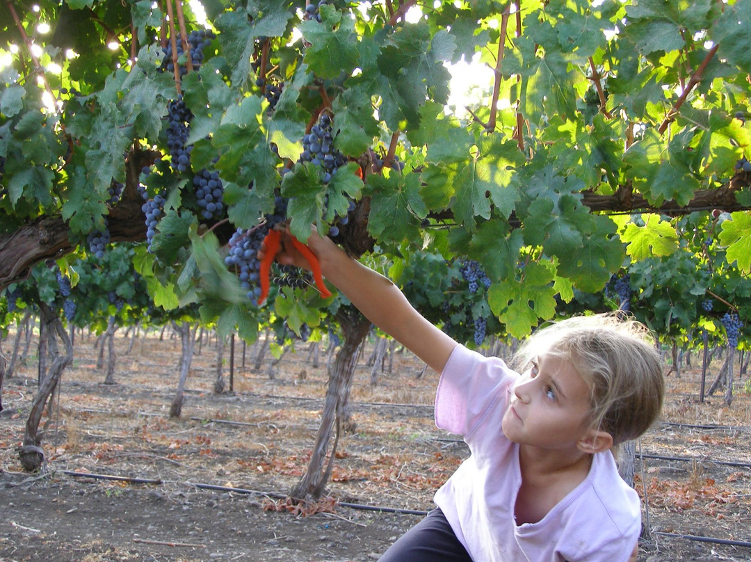 Stern Winery-Tuval必去景点