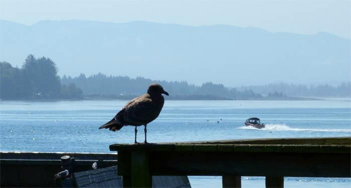 Pier's End-Garibaldi必去景点