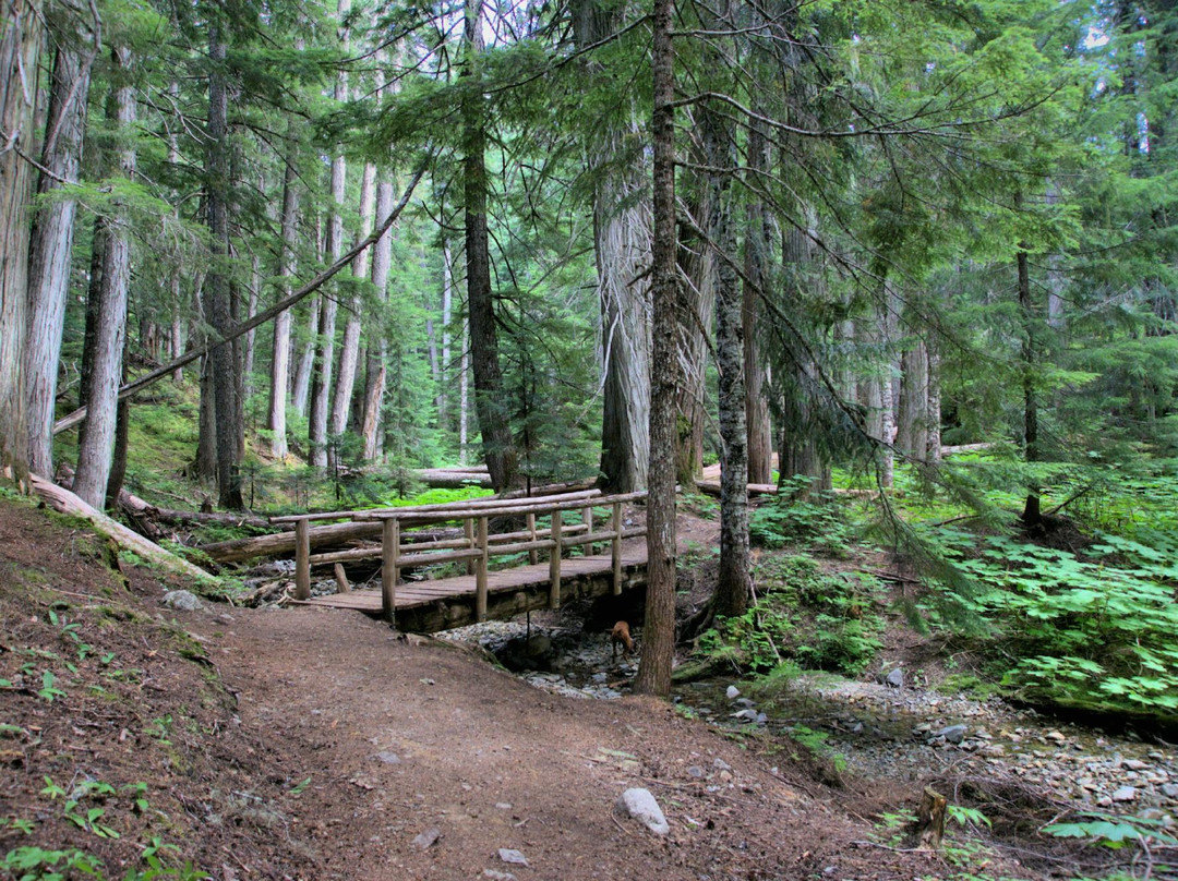 Ancient Cedars Trail-惠斯勒必去景点