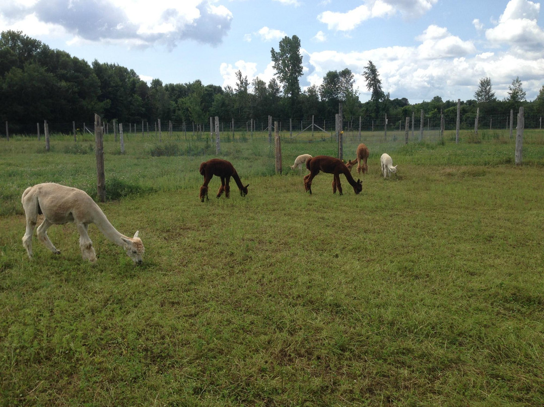 Alpagas Brise Des Champs-Mirabel必去景点