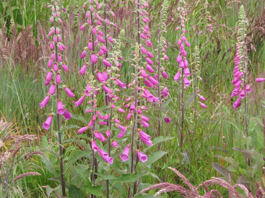 Foxglove Covert Local Nature Reserve景点图片