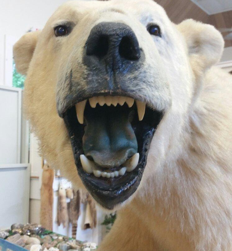 The Libby Museum of Natural History景点图片