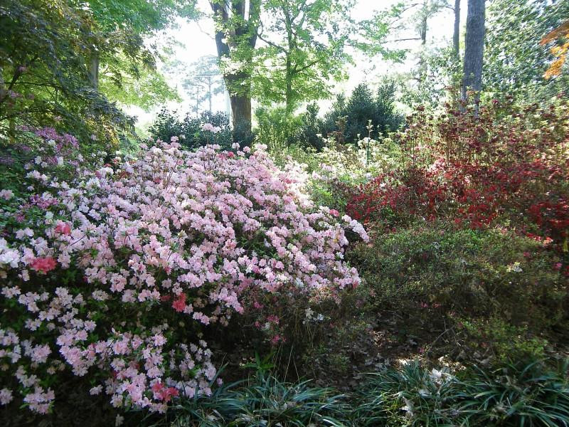 Ruby M. Mize Azalea Garden景点图片