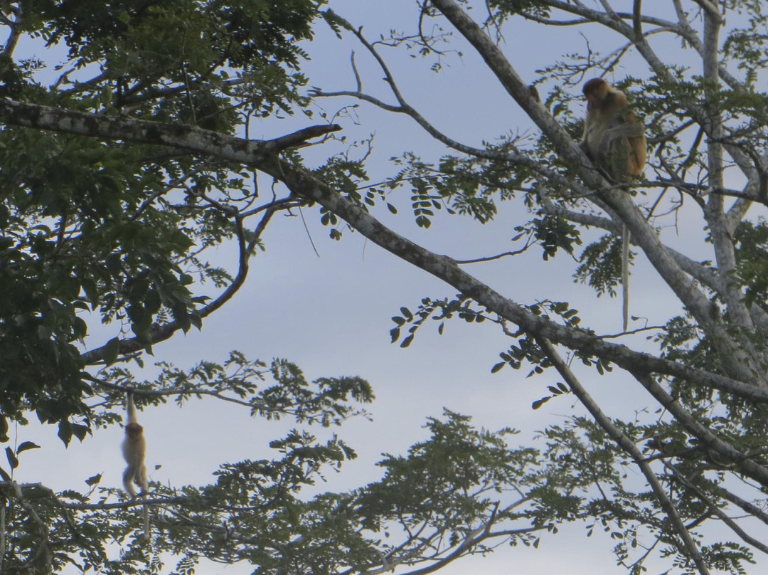 Lost Borneo Tours-亚庇必去景点
