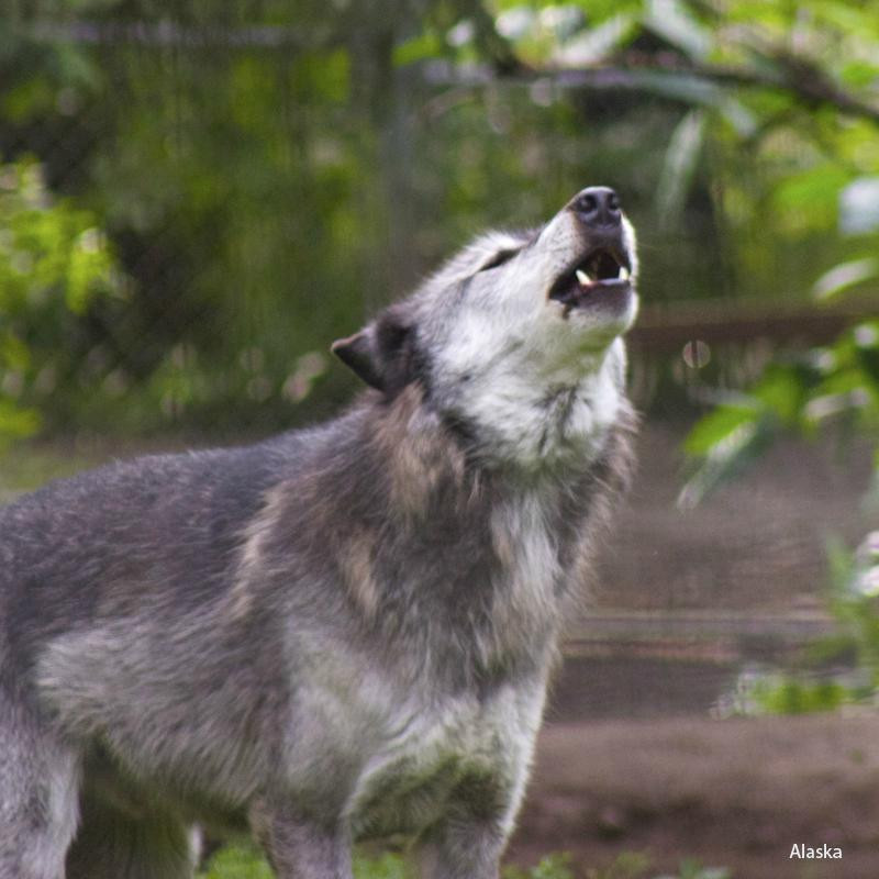 阿拉斯加动物园-安克雷奇必去景点