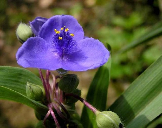 桂林植物园-桂林市必去景点