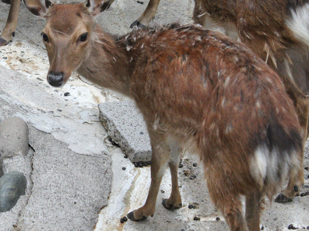 Nagano City Joyama Zoo-长野县必去景点